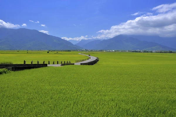 Mrbrown Avenue Tajwan Krajobraz Natury — Zdjęcie stockowe