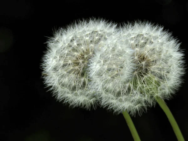 Close Dandelion — Stock Photo, Image