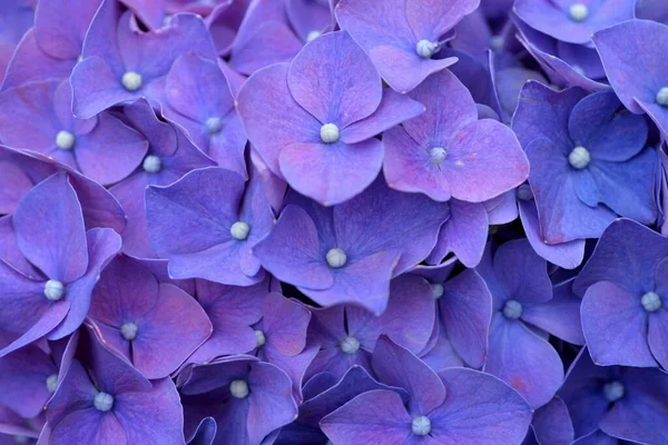 Hydrangea Flor Taiwan Vista Close — Fotografia de Stock