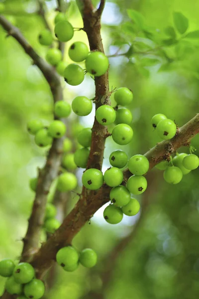 Close Fruto Verde Jaboticaba — Fotografia de Stock
