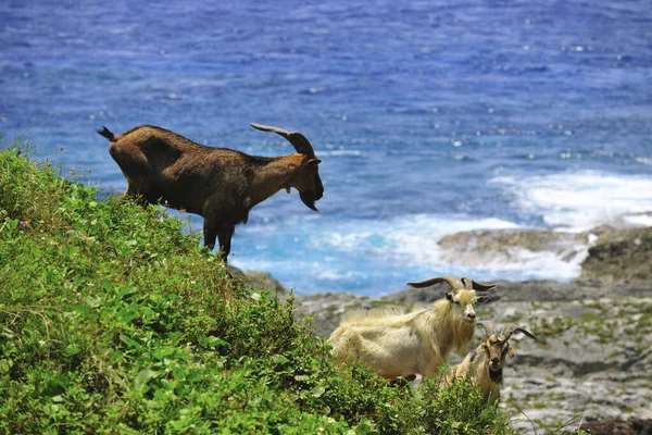 Ziege Taiwan Naturlandschaft — Stockfoto