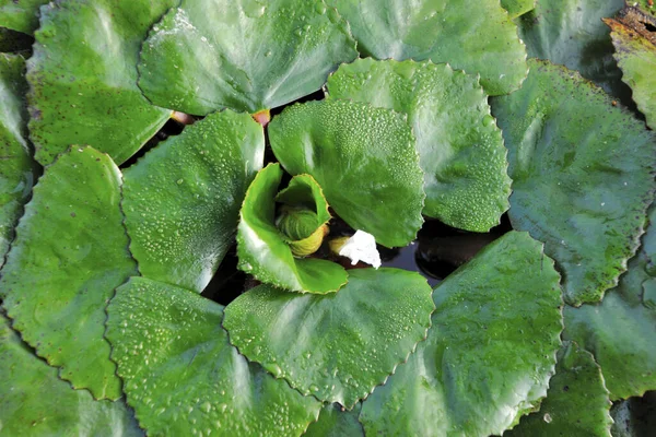 Wasser Caltrops Tainan Stadt Taiwan — Stockfoto