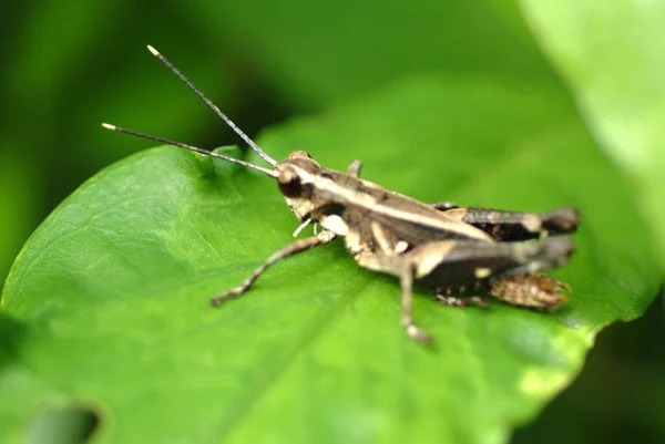 Grasshopper Ταϊβάν Προβολή Closeup — Φωτογραφία Αρχείου