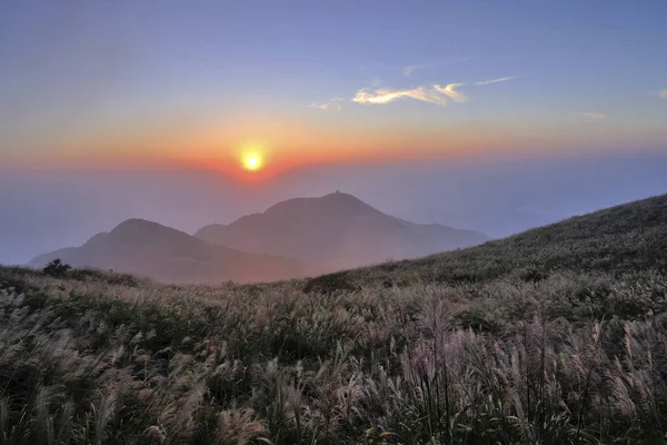 Chinese Silver Grass Heuvel Taipei Taiwan — Stockfoto