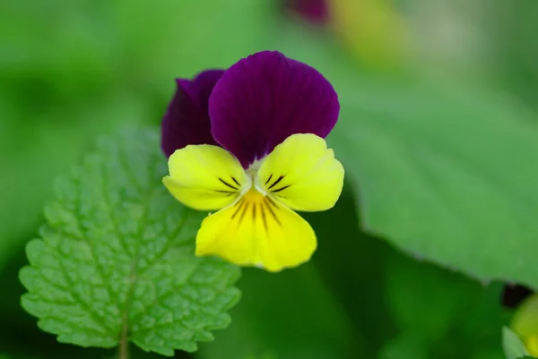 Heartsease Taiwan Detailní Pohled — Stock fotografie