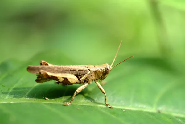 Grasshopper Ταϊβάν Προβολή Closeup — Φωτογραφία Αρχείου