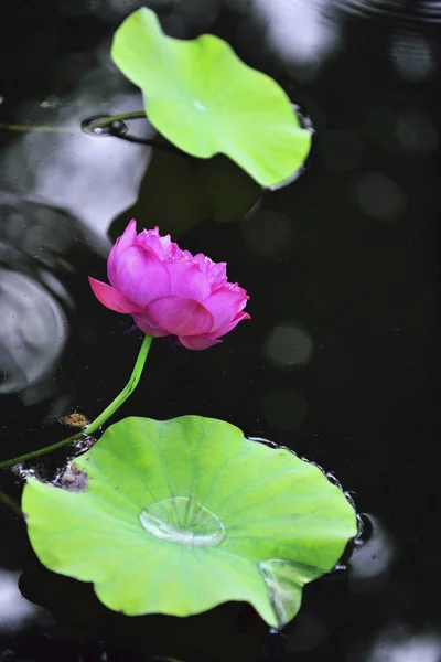 Lotus Taiwan Vista Close — Fotografia de Stock