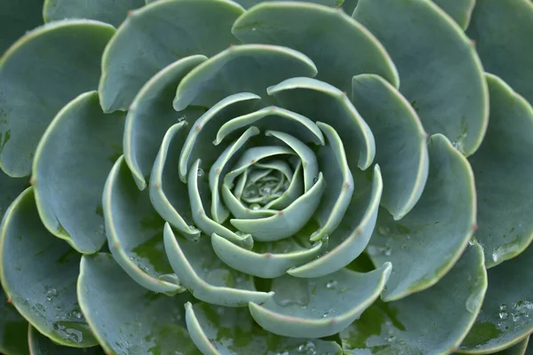 Primer Plano Planta Nácar —  Fotos de Stock