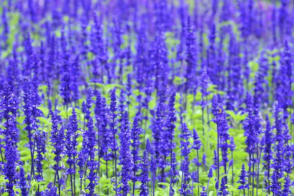 Tiro Ângulo Alto Canteiro Flores Roxo — Fotografia de Stock