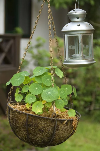 Blomsterväxt Och Lampa — Stockfoto