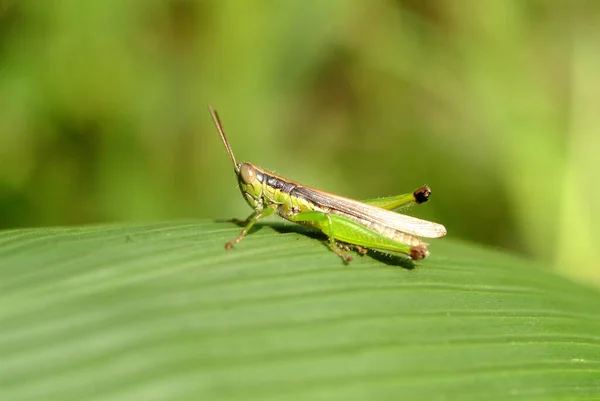 Grasshopper Ταϊβάν Προβολή Closeup — Φωτογραφία Αρχείου