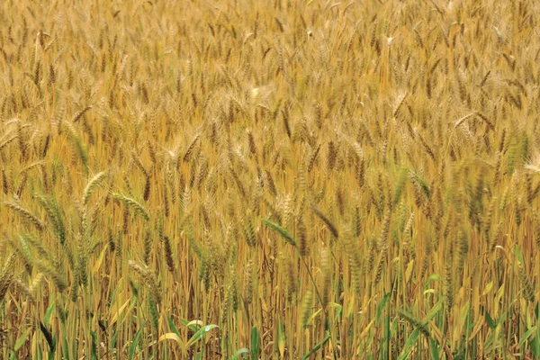 Wheat Farm Taichung City Taiwan — Stock Photo, Image