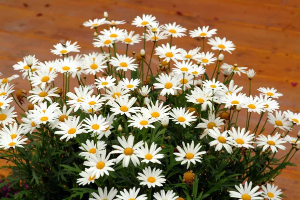 Feverfew Taiwán Vista Cerca — Foto de Stock