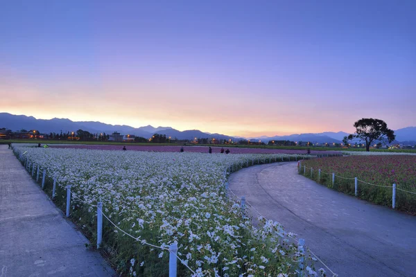 Campo Fiori Taiwan Paesaggio Naturale — Foto Stock