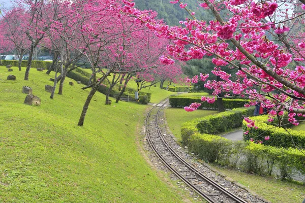 Sakura Formosan土著文化村 — 图库照片