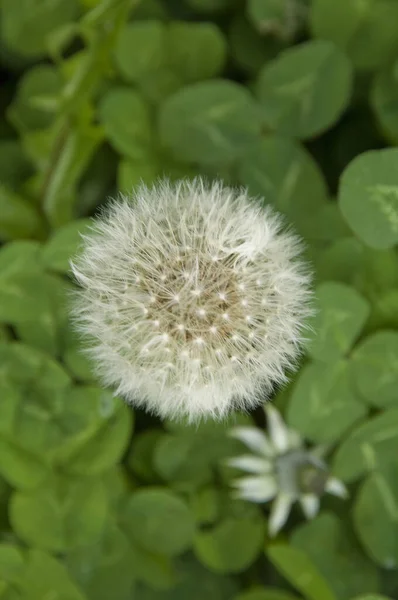 Gros Plan Fleur Blanche Taraxacum — Photo