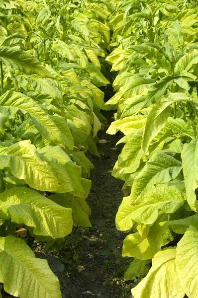 Fazenda Tabaco Kaohsiung Taiwan — Fotografia de Stock