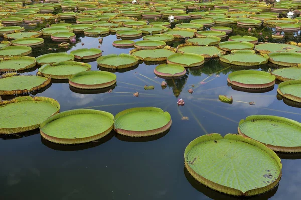 Feuille Nénuphar Paysage Naturel — Photo