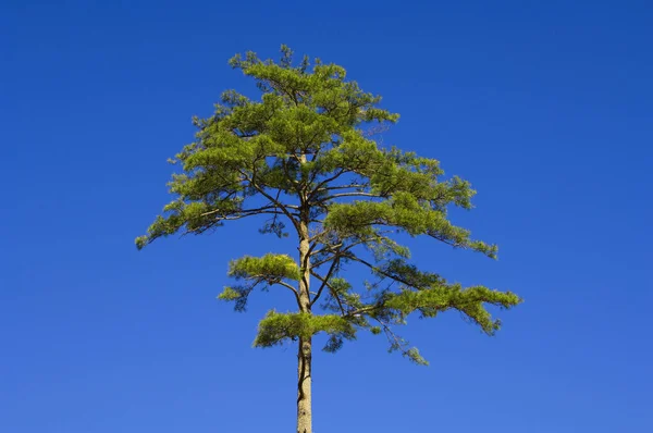 Pinus Taiwanensis Проти Неба Тайчжун Тайвань — стокове фото