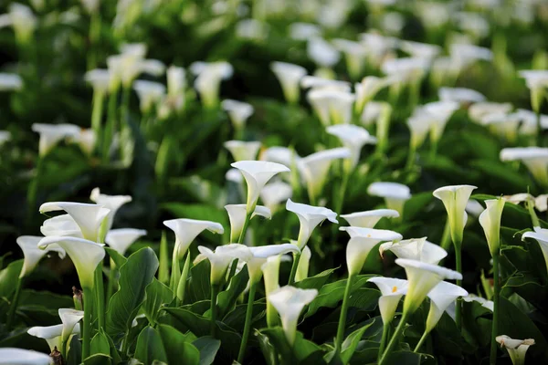 Calla Lily Taiwan Προβολή Κοντινό Πλάνο — Φωτογραφία Αρχείου