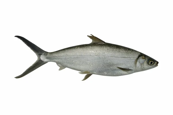 Świeże Ryby Białym Tle — Zdjęcie stockowe
