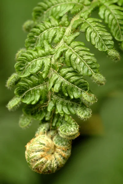 Pteridophyta Taiwan Close Seup View — стоковое фото