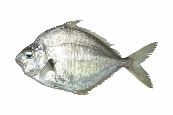 Färsk Fisk Vit Bakgrund — Stockfoto