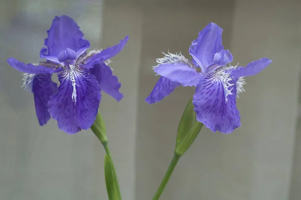 Close Flor Roxa Iris — Fotografia de Stock