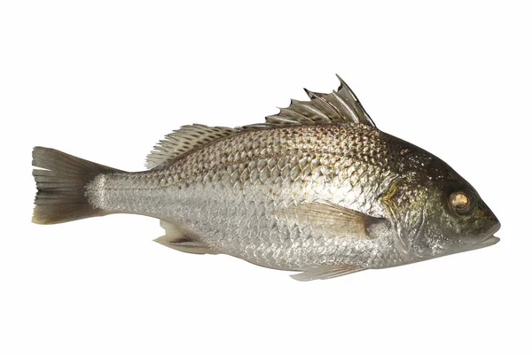 Färsk Fisk Vit Bakgrund — Stockfoto