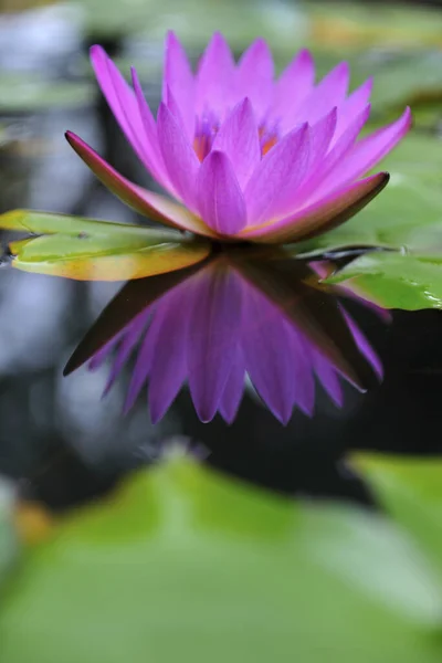 Nahaufnahme Der Seerose — Stockfoto