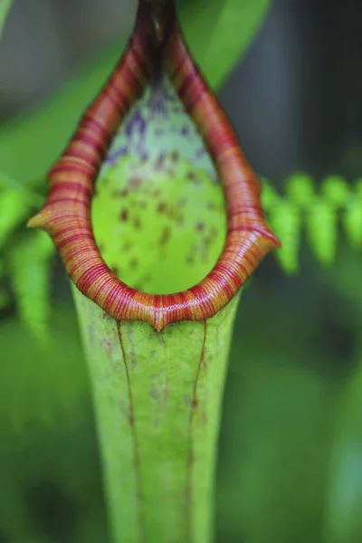 Zbliżenie Nepenthes — Zdjęcie stockowe