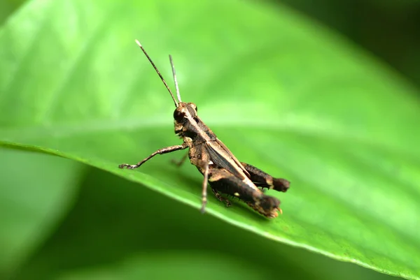 Grasshopper Ταϊβάν Προβολή Closeup — Φωτογραφία Αρχείου
