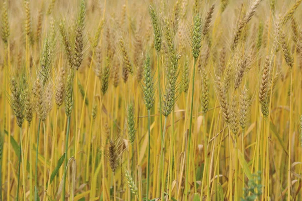 Закрытие Wheat Farm — стоковое фото
