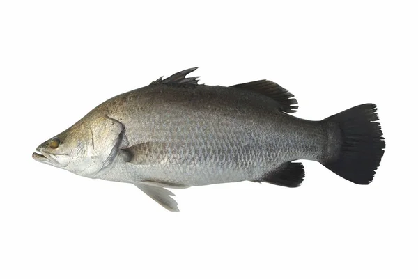 Färsk Fisk Vit Bakgrund — Stockfoto