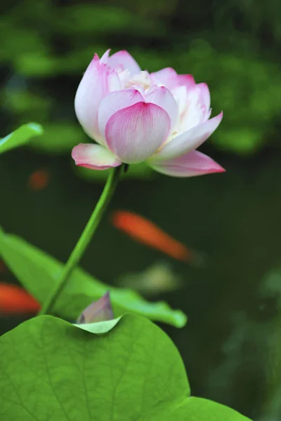 Close East Indian Lotus — Fotografia de Stock