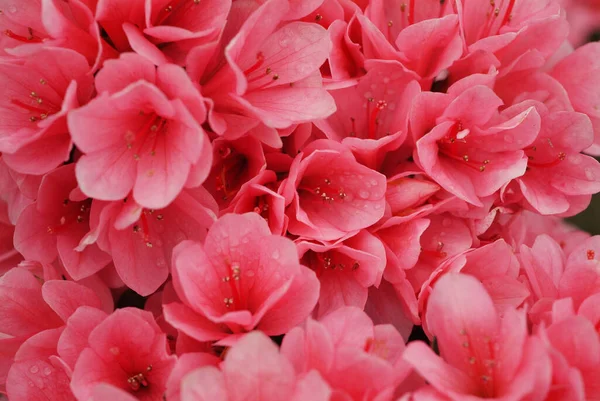 Rhododendron Tajvan Közelkép — Stock Fotó