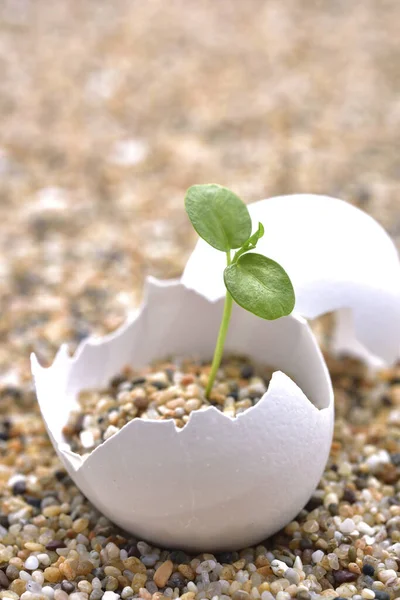 Arrangement Feuille Verte Sable Dans Oeuf — Photo