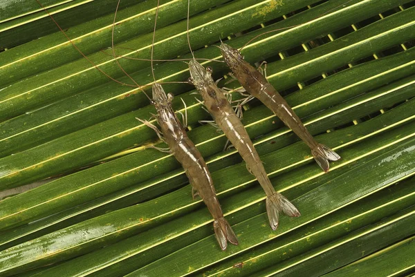 Udang Segar Daun Hijau — Stok Foto