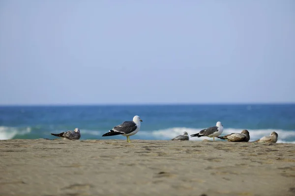 Gaviota Taiwán Paisaje Natural — Foto de Stock