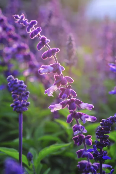 Солнечный Свет Через Фиолетовый Цветок — стоковое фото