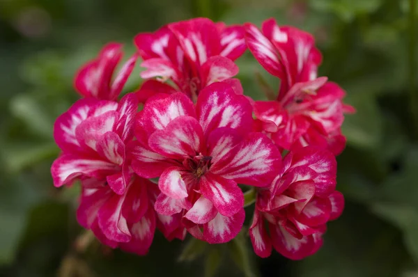 Close Flor Vermelha Pelargonium — Fotografia de Stock