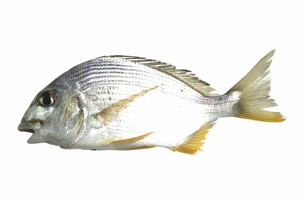 白底鲜鱼 — 图库照片