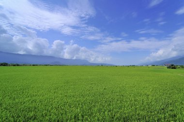 Chishang pirinç tarlası Tayvan