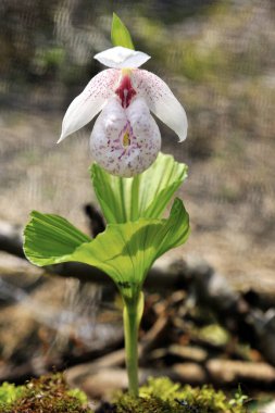 Cypripedium formosanum Tayvan, yakın çekim