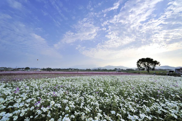 Taichung Xinshe Bloemenveld Taiwan — Stockfoto