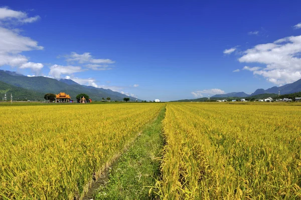 East Rift Valley National Scenic Area Reisfeld Taiwan — Stockfoto