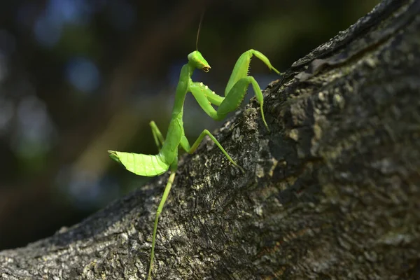 Primer Plano Mantis Taiwán — Foto de Stock