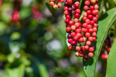 Taze antidesma thwaitesianum meyve. Yeşil taze kırmızı dut 