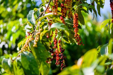 Taze antidesma thwaitesianum meyve. Yeşil taze kırmızı dut 