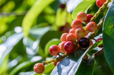 Taze antidesma thwaitesianum meyve. Yeşil taze kırmızı dut 